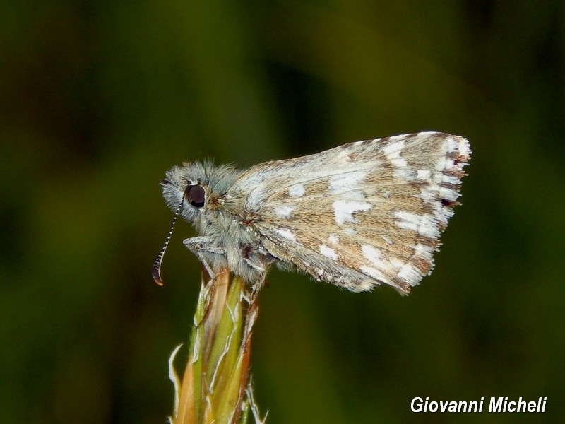 Tutti Pyrgus malvoides? S